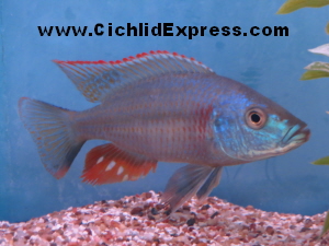 Dimidiochromis-strigatus.jpg